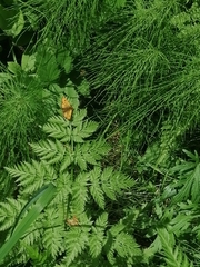 Carterocephalus silvicola