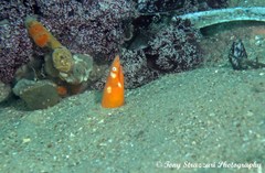 Apterichtus australis