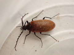 Pseudocistela ceramboides