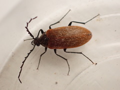 Pseudocistela ceramboides