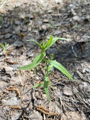 Melampyrum sylvaticum