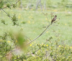 Carpodacus erythrinus grebnitskii