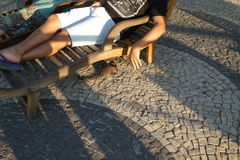 Callithrix jacchus × penicillata