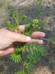 Astragalus propinquus