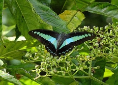 Graphium sarpedon luctatius