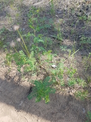 Astragalus propinquus