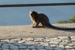 Callithrix jacchus × penicillata