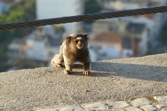 Callithrix jacchus × penicillata