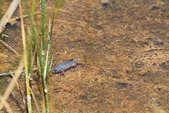 Cyprinodon macularius