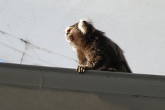 Callithrix jacchus × penicillata