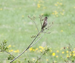 Carpodacus erythrinus grebnitskii
