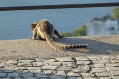 Callithrix jacchus × penicillata