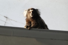 Callithrix jacchus × penicillata