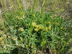 Oxytropis caespitosa