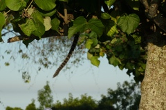 Callithrix jacchus × penicillata