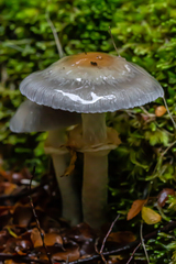 Cortinarius metallicus