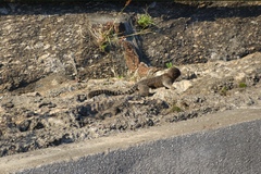 Callithrix jacchus × penicillata