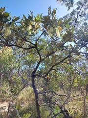 Grevillea glauca