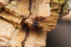 Salticus zebraneus