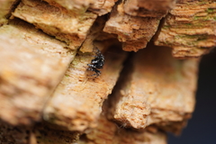 Salticus zebraneus