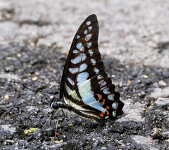 Graphium evemon eventus