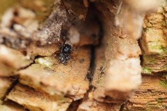 Salticus zebraneus