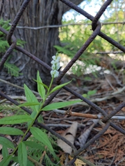 Polygala senega