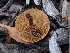 Pholiota multicingulata