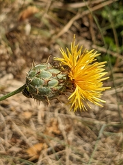 Centaurea collina