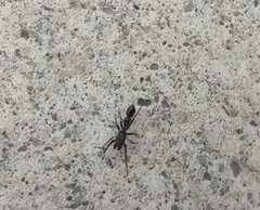 Leptorchestes berolinensis