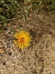 Centaurea collina