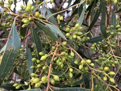 Eucalyptus leucoxylon stephaniae