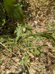 Centaurea collina