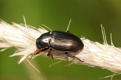 Amara similata