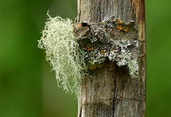 Usnea perplexans