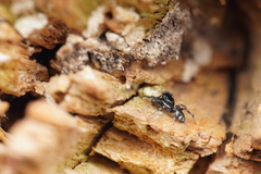 Salticus zebraneus
