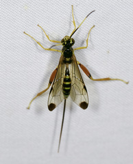 Spilopteron