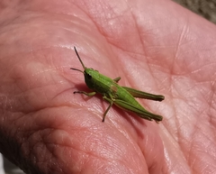 Euthystira brachyptera