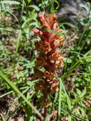 Orobanche alba