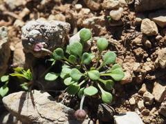 Bellium bellidioides