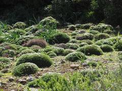 Astragalus balearicus