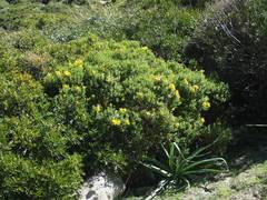 Hypericum balearicum