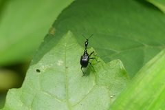 Cycnotrachelodes