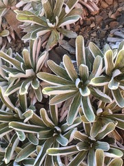 Celmisia cockayneana