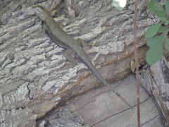 Sceloporus edbelli
