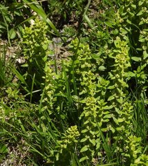 Cruciata glabra