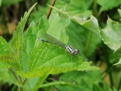 Coenagrion pulchellum