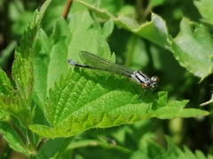 Coenagrion pulchellum