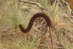 Xanthorrhoea quadrangulata