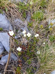 Epilobium vernicosum